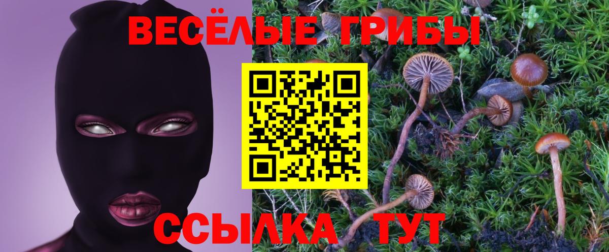 Псилоцибиновые грибы Psilocybine cubensis Карачаевск